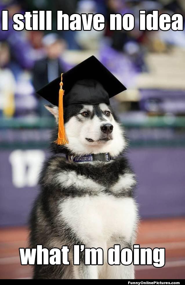 graduation-dog-1.jpg